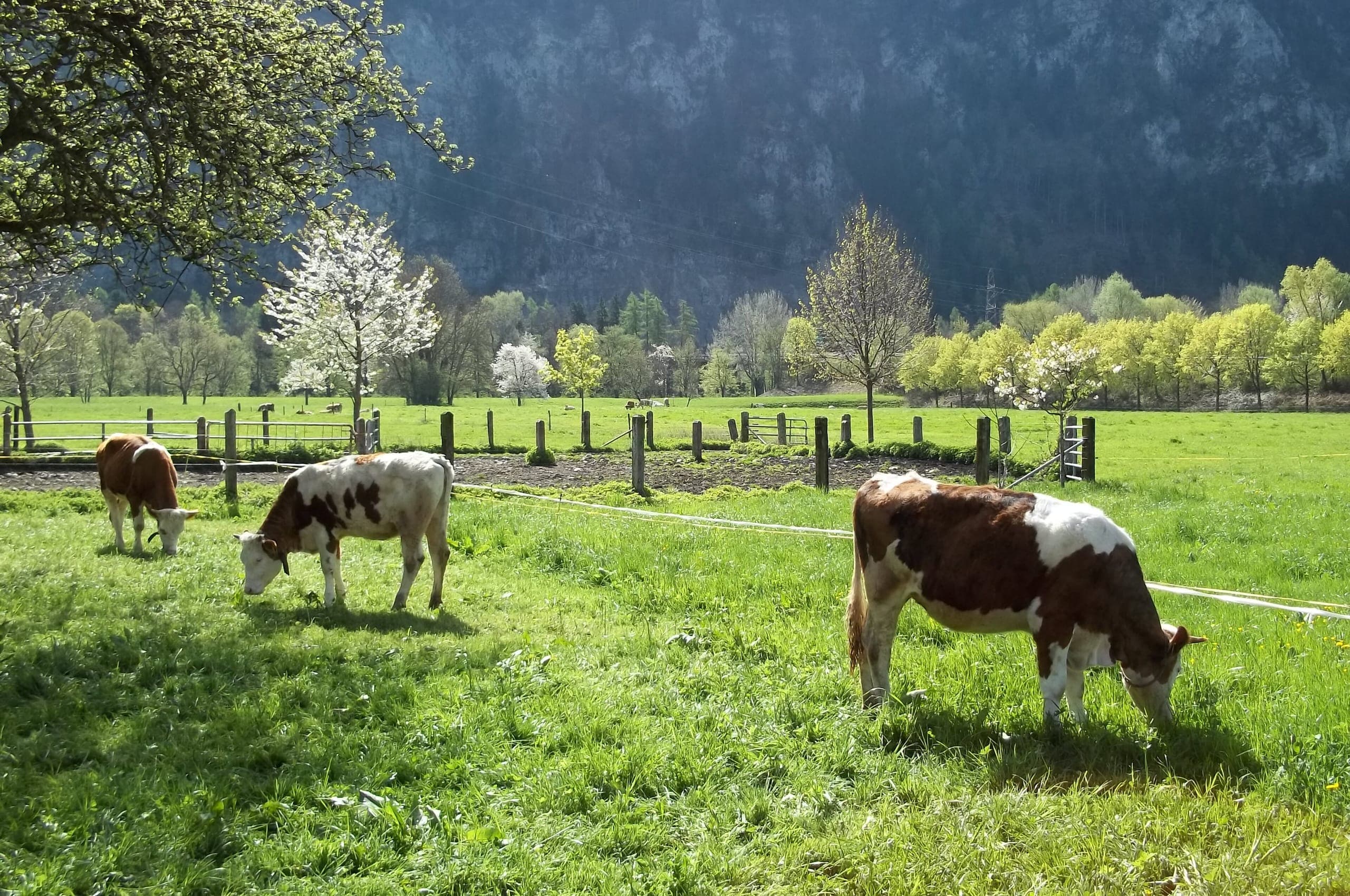 الربيع, منظر لـInterlaken
