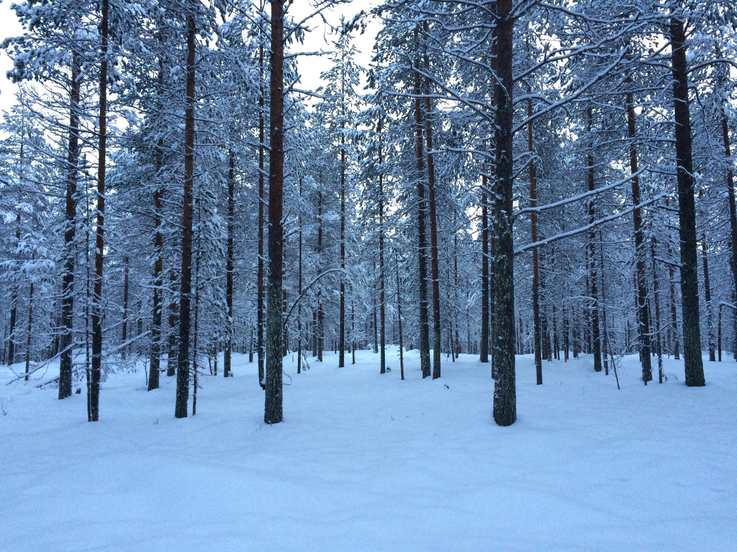 Winter, View of Rovaniemi